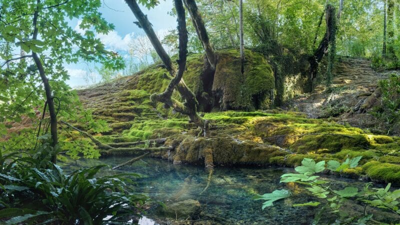 Parc National de forêts : l'appel de la forêt